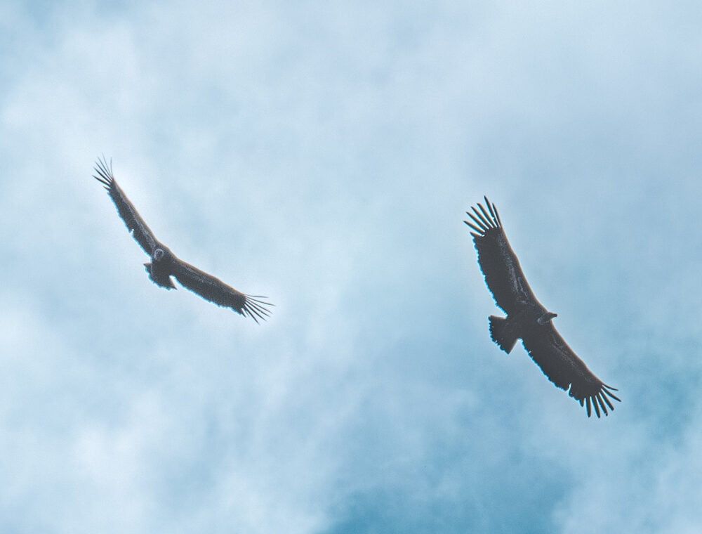 Vultures in sky 