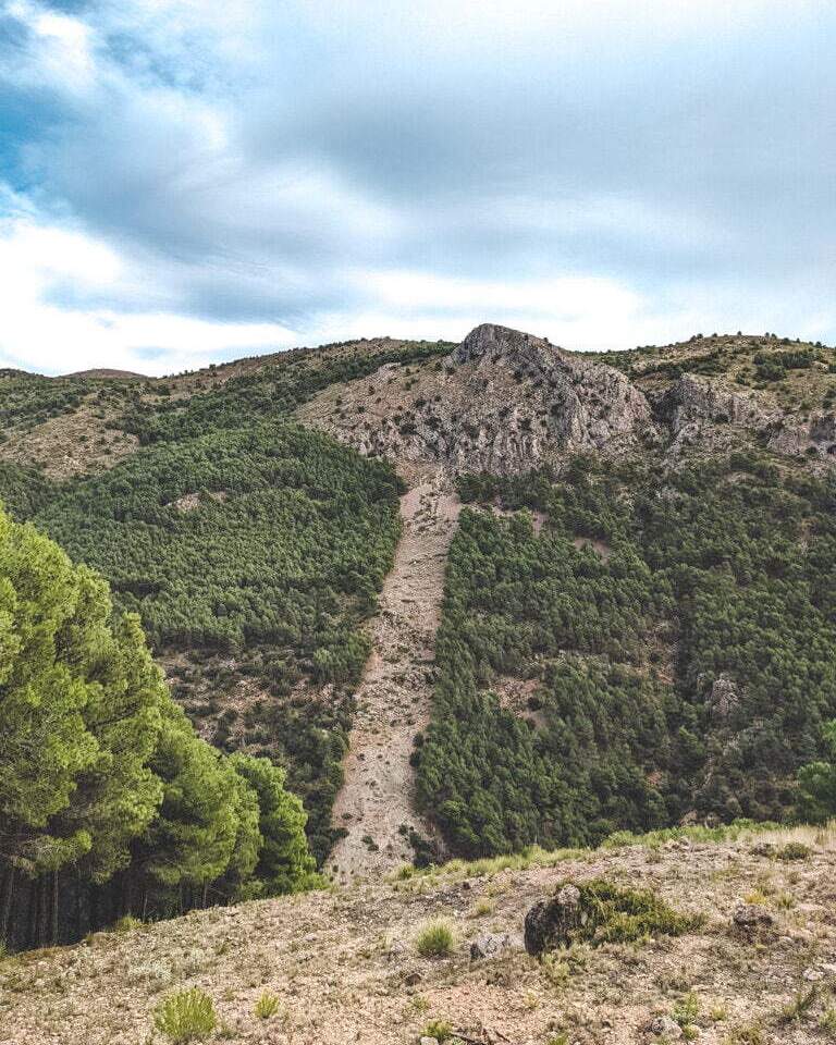 Fire lanes in the forest