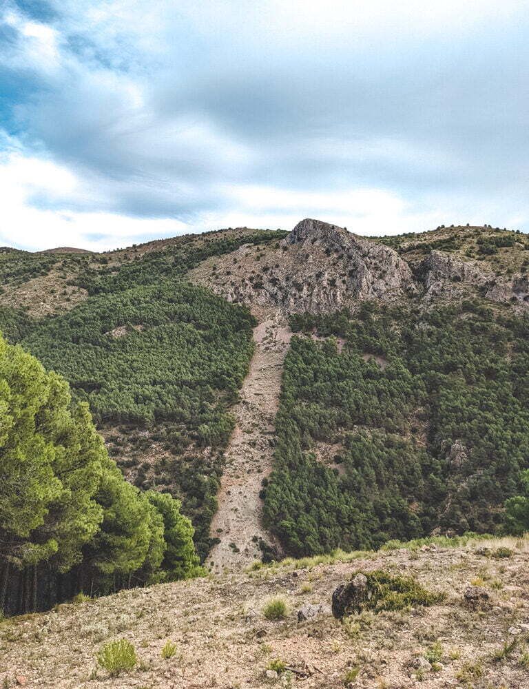 Fire lanes in the forest