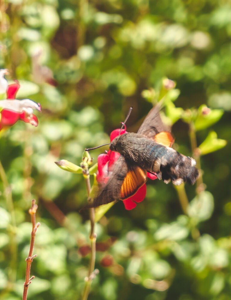 bee in the flowers
