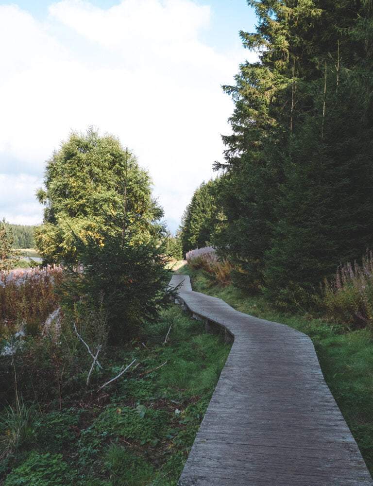 wooden path through marsh land