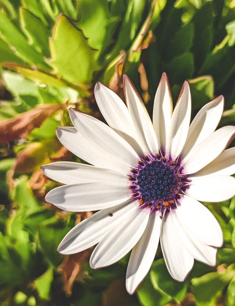 flower close up
