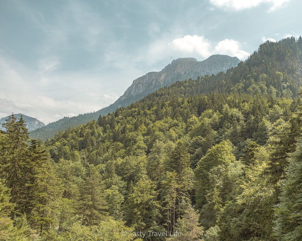 Lush forest next to neuschwanstein