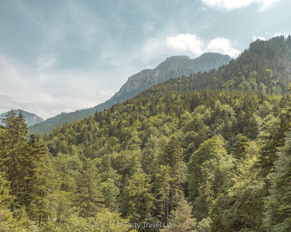 Lush forest next to neuschwanstein