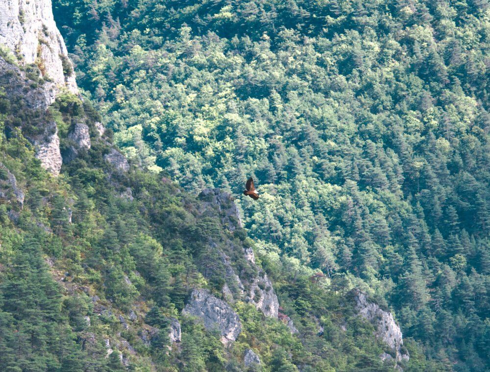 vulture between trees