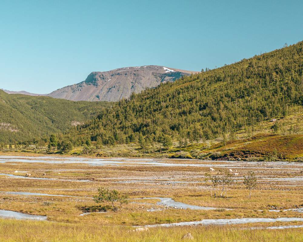 valley view with sheep 