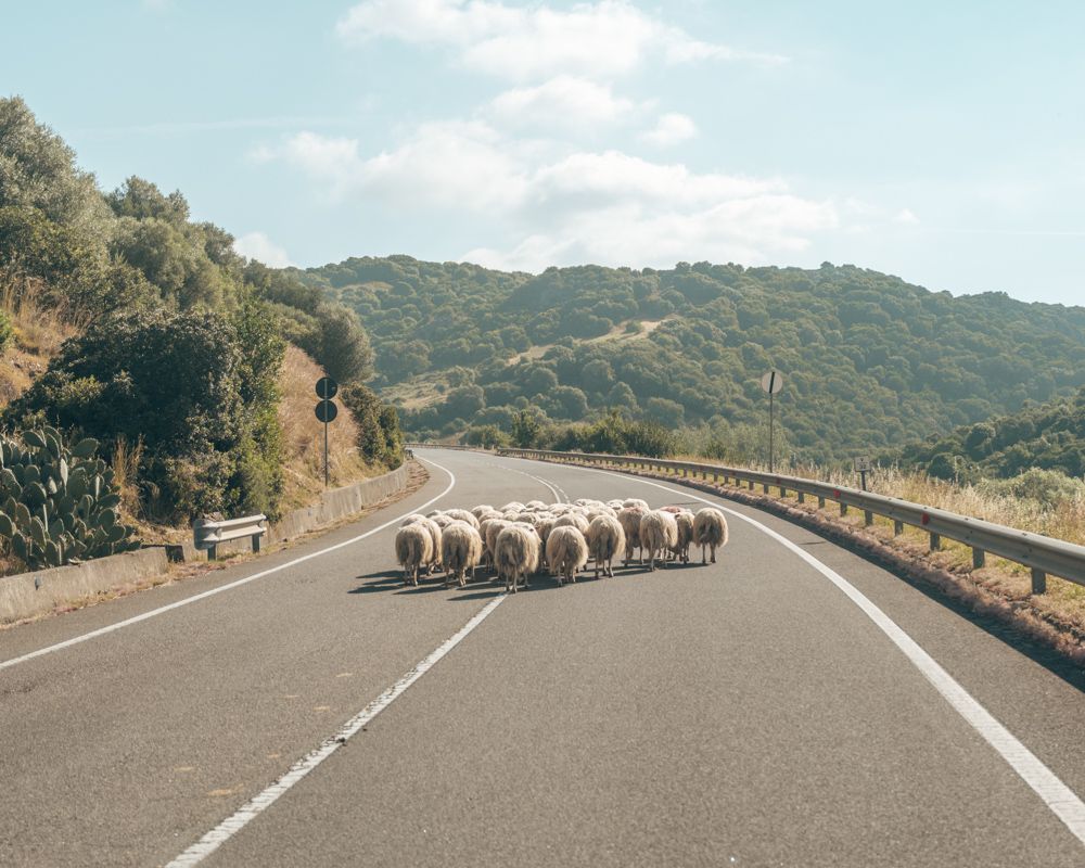 Route de l'intérieur des terres en Sardaigne avec des moutons.