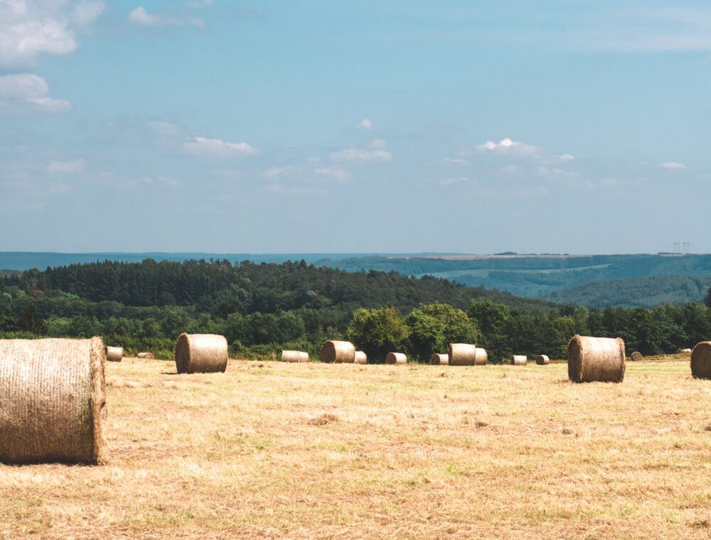 countryside