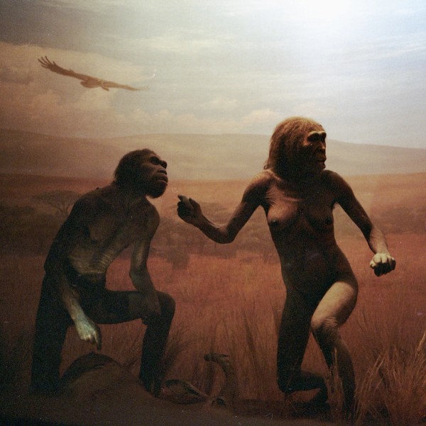 Mammals of NY