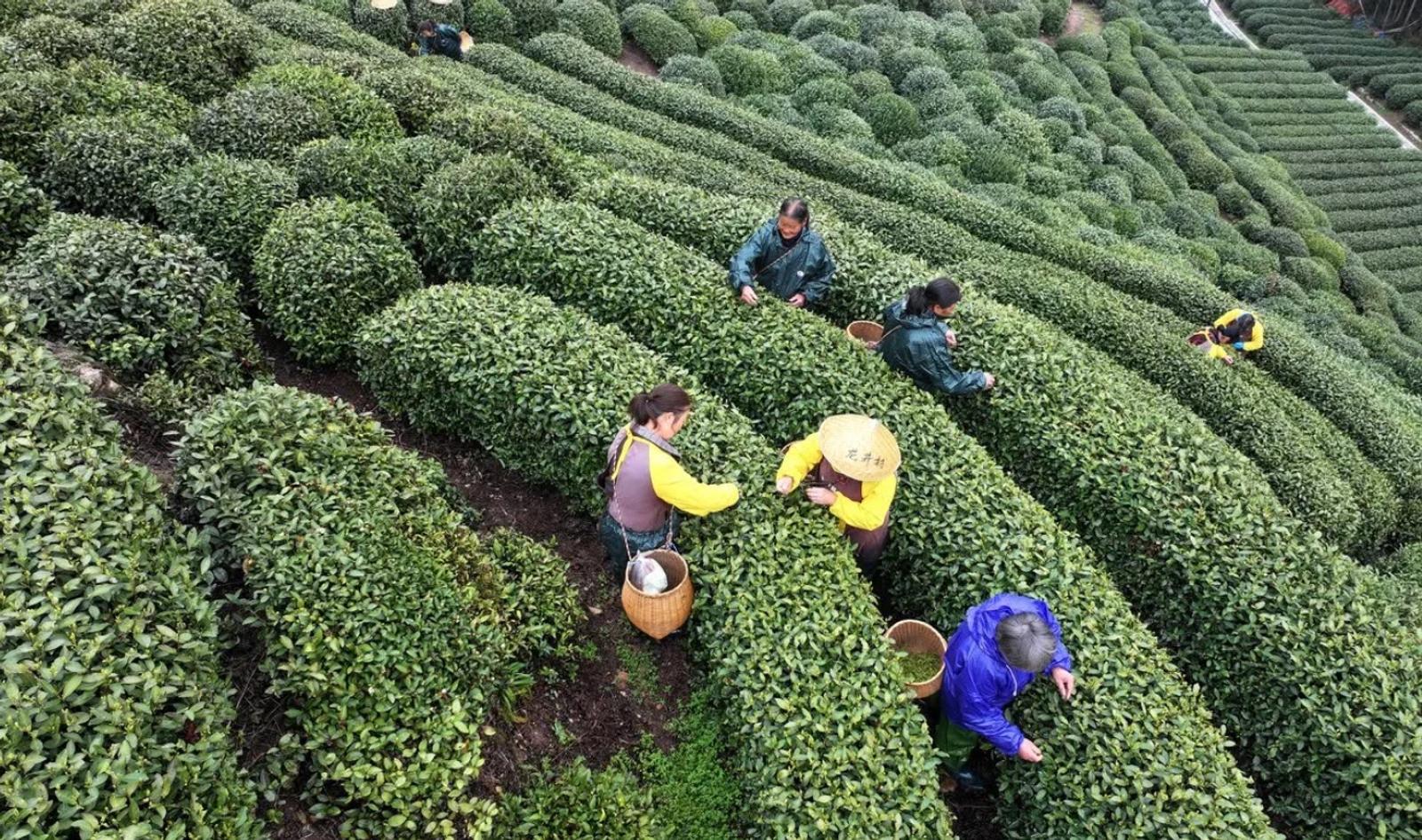 西湖龙井开茶节 (West Lake Longjing Tea-Opening Festival), Hangzhou