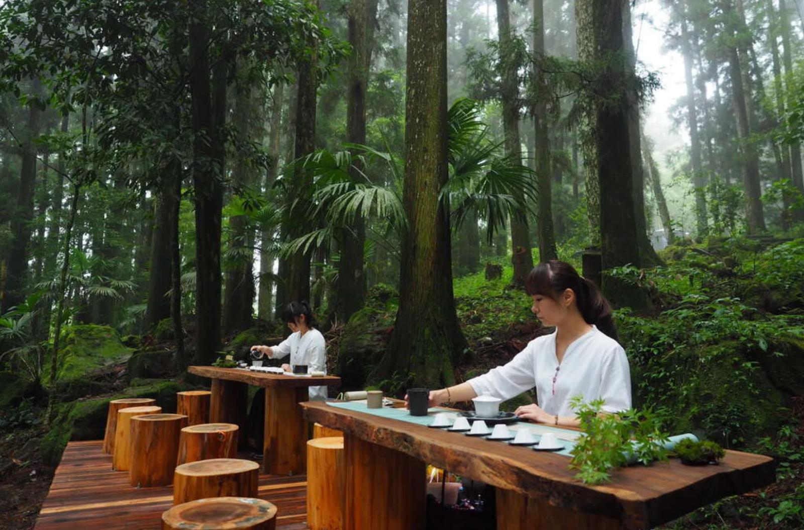 阿里山四季茶旅 (Alishan Four Seasons Tea Journey), Alishan