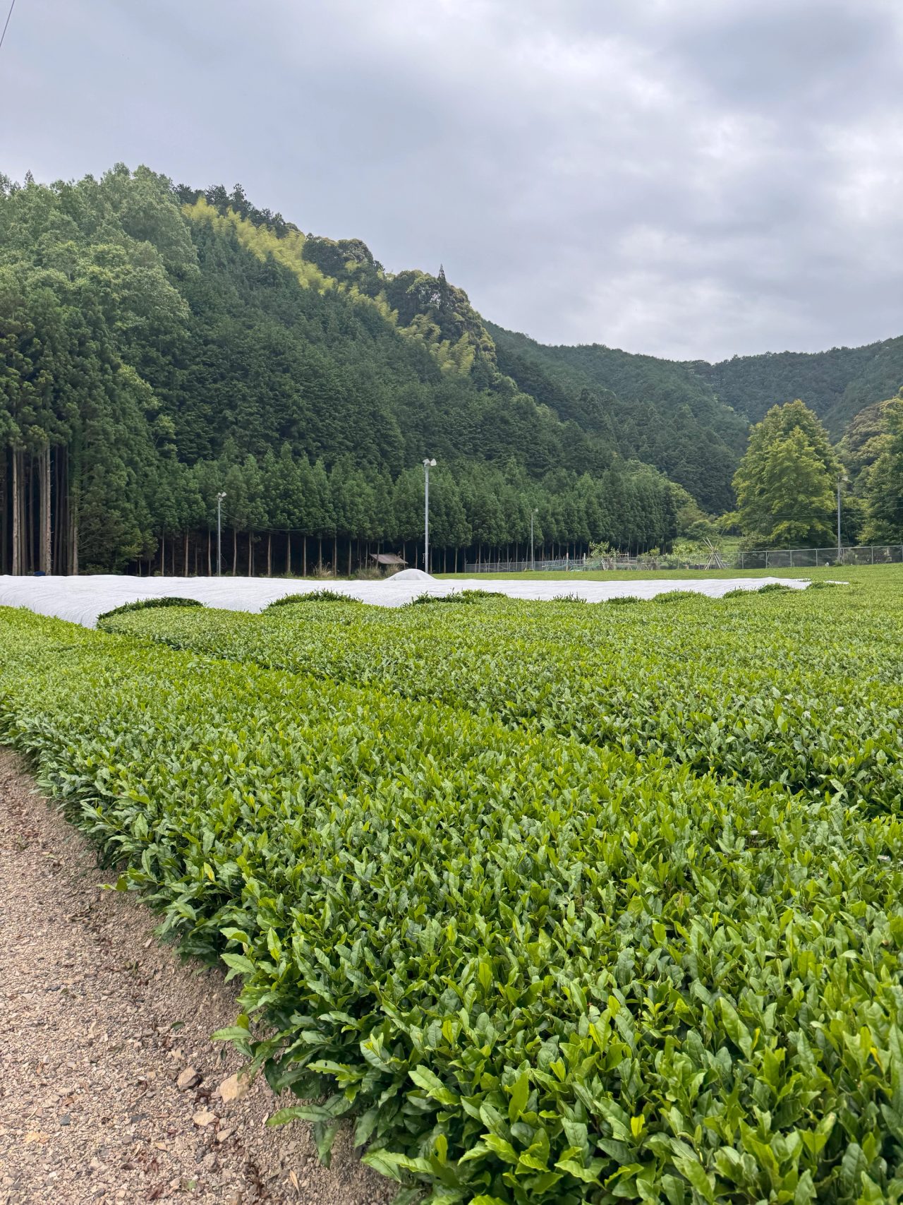 a tea farm in Japan