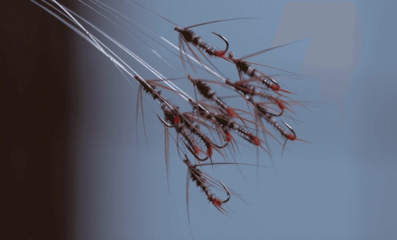 A cluster of small fishing flies hanging on their lines, each tied on a hook with dark hackle, fine tails and a red band.