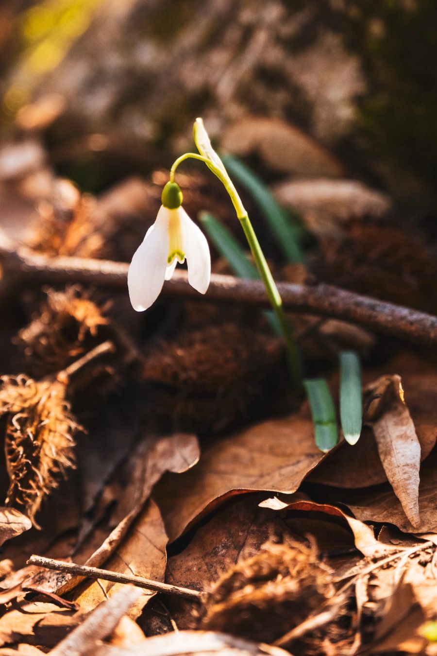 Spring is here