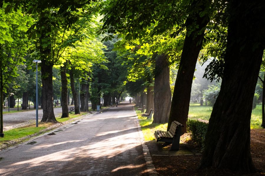 Morning in the park