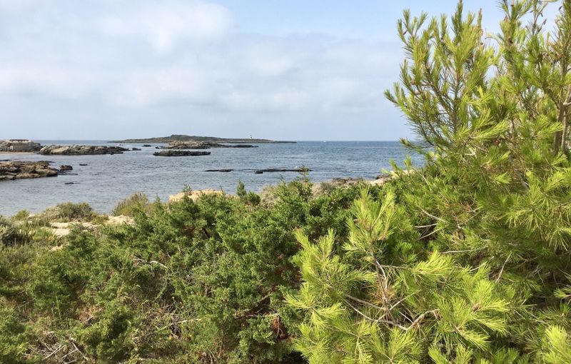 Pine trees, low lying desert bushes and beautiful sea view at Es Carbo beach