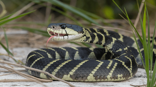 A poisonous snake sits coiled in grass