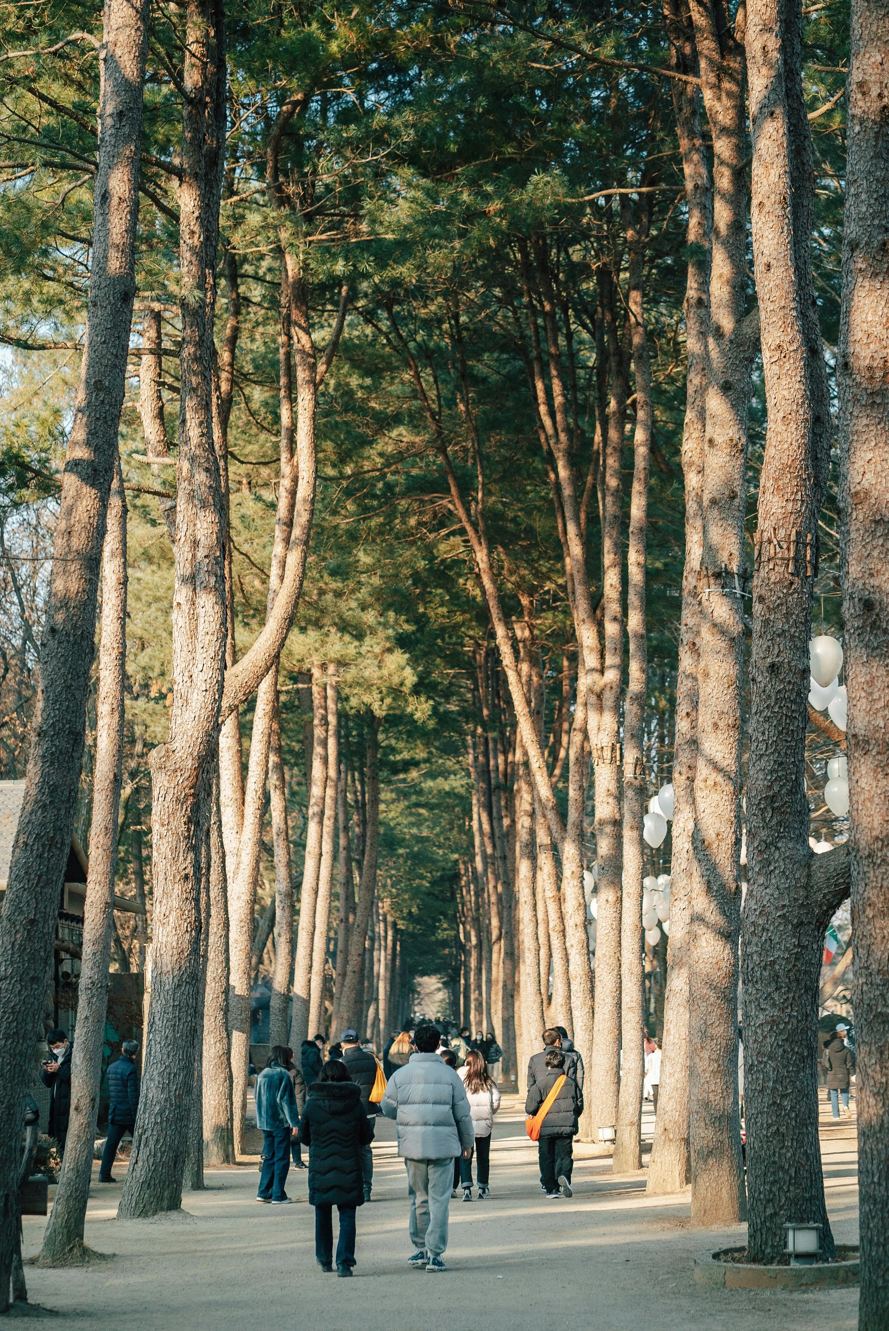 One of the many tree-lined paths at Nami Island, the perfect day trip from Seoul