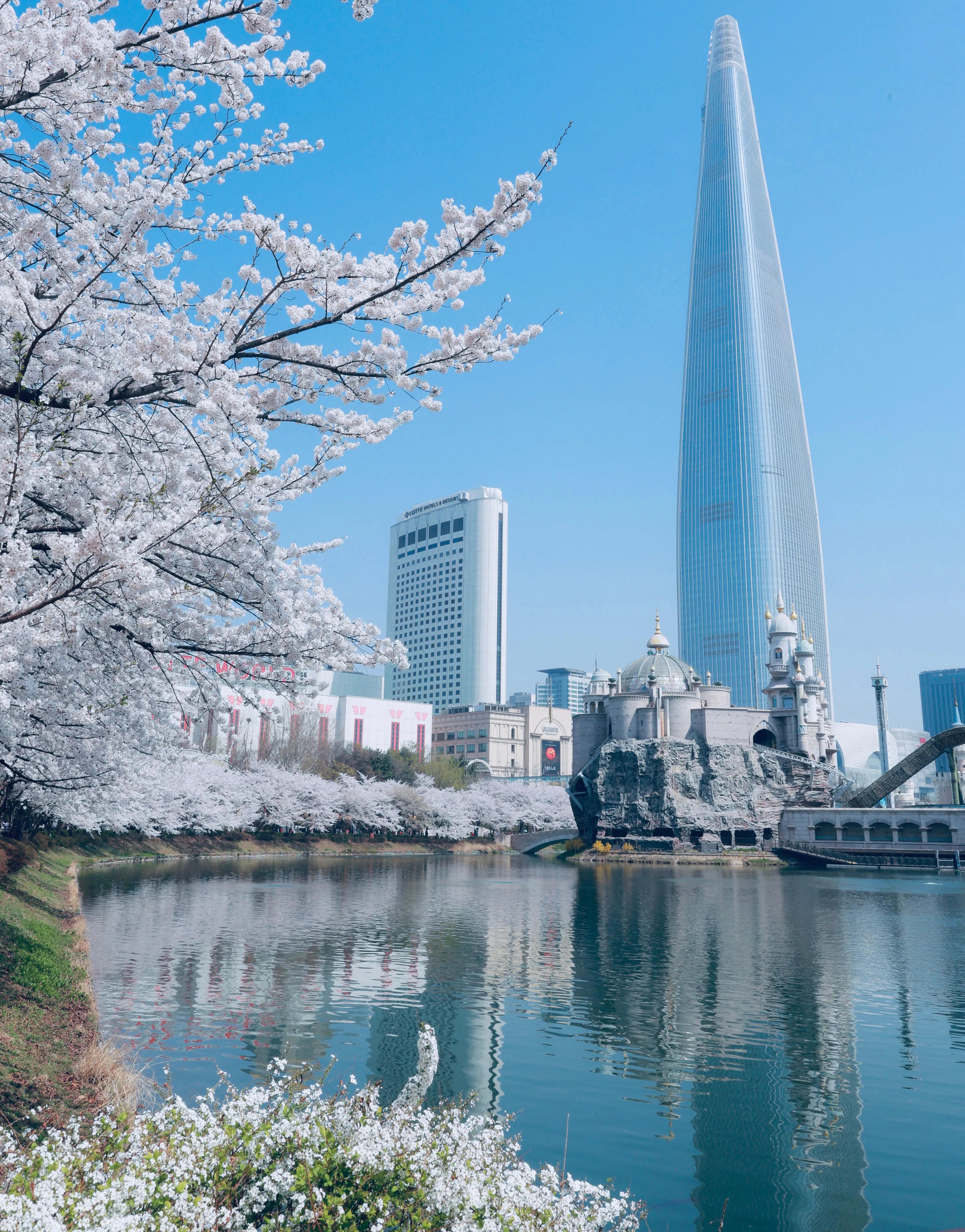 Lotte World Tower and Seokchon Lake surrounded by cherry blossom trees in full bloom during spring
