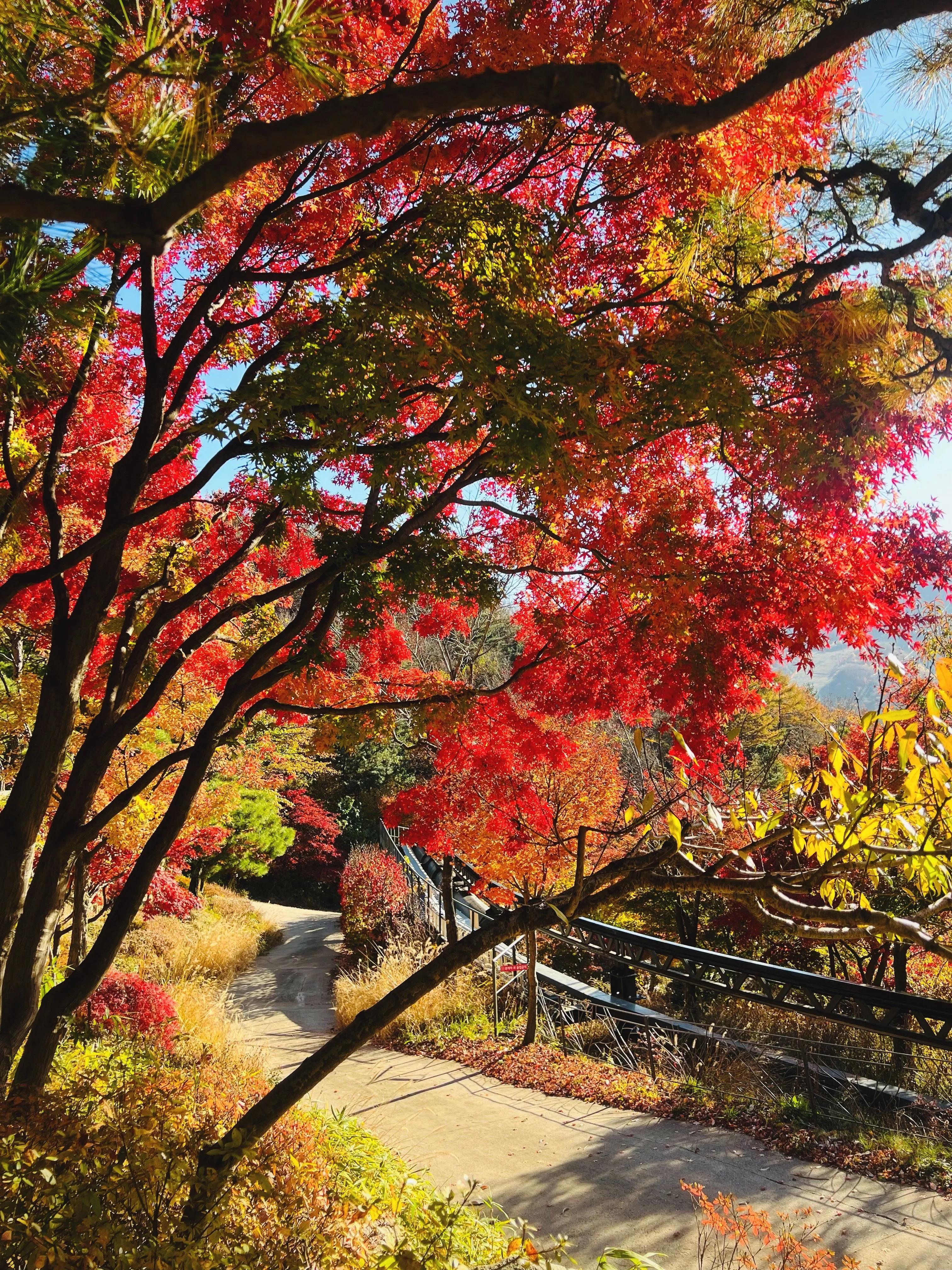 Red and gold autumn foliage at Hwadamsup Botanic Garden on a Seoul day trip