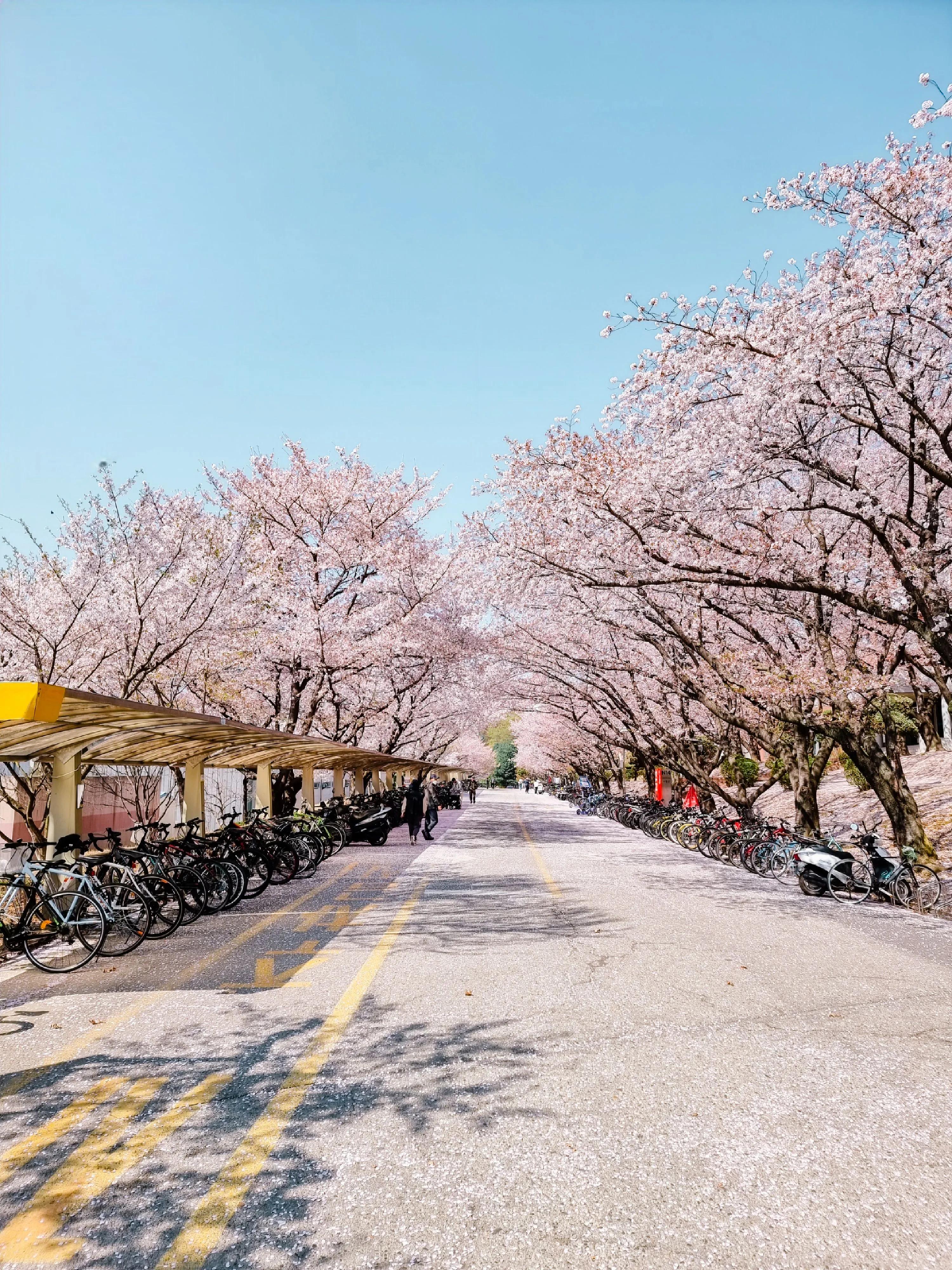 Cherry blossom-lined path with fallen petals and parked bicycles in Seoul, South Korea, during spring bloom