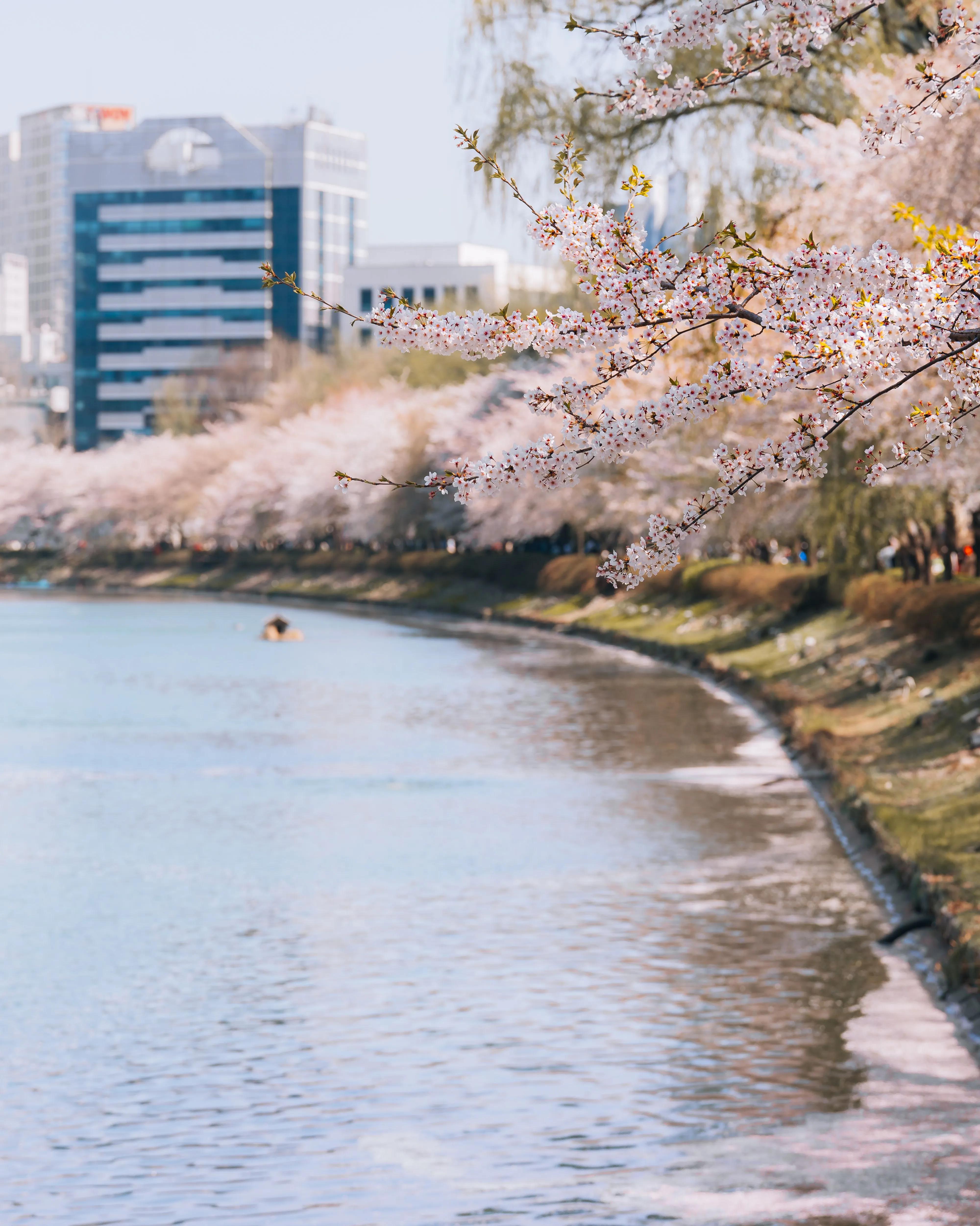 Spring cherry blossoms lining Seokchon Lake in Seoul, South Korea, with pink petals overhanging the water in spring