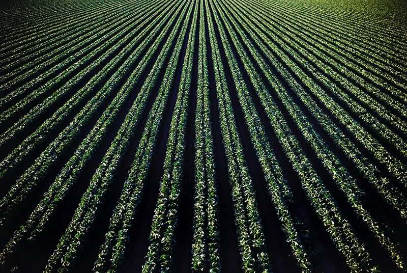 biomass