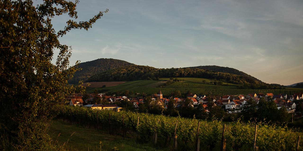Bioweingut Franz Braun