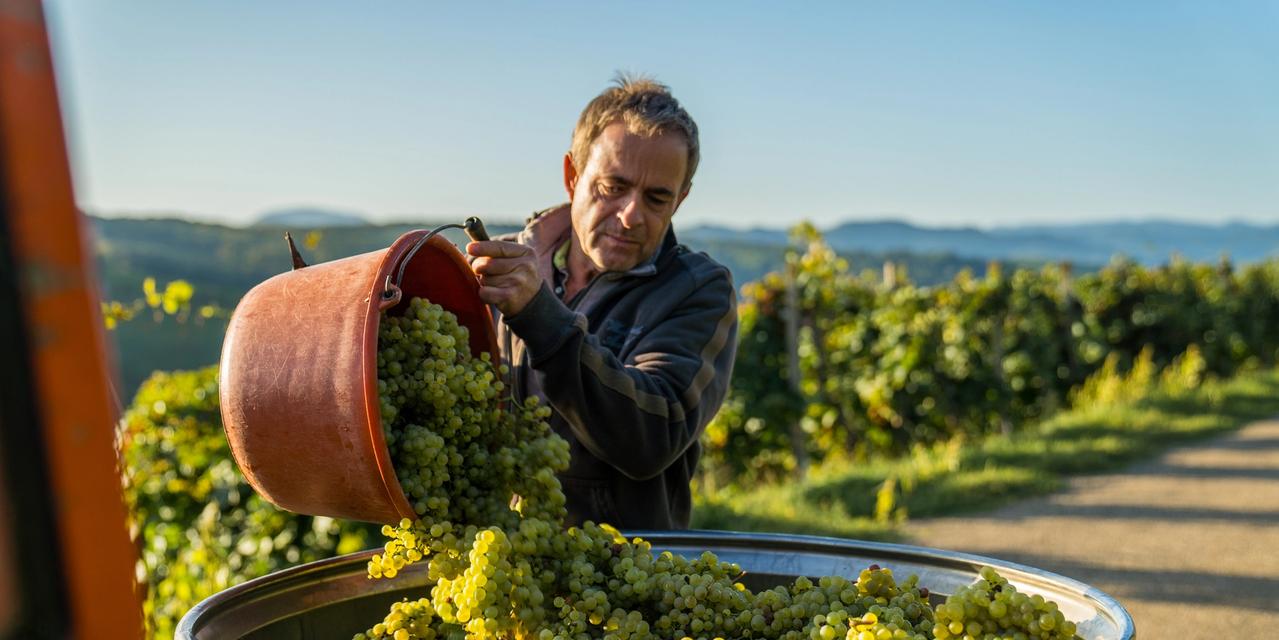 Winzergenossenschaft Wolfenweiler