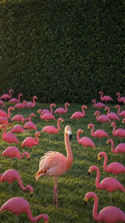 You’ve Been Flocked video invitation
