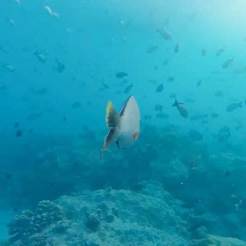 Poisson sous l'eau