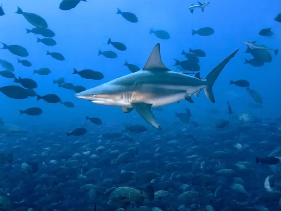 Scuba diver exploring a Polynesian reef