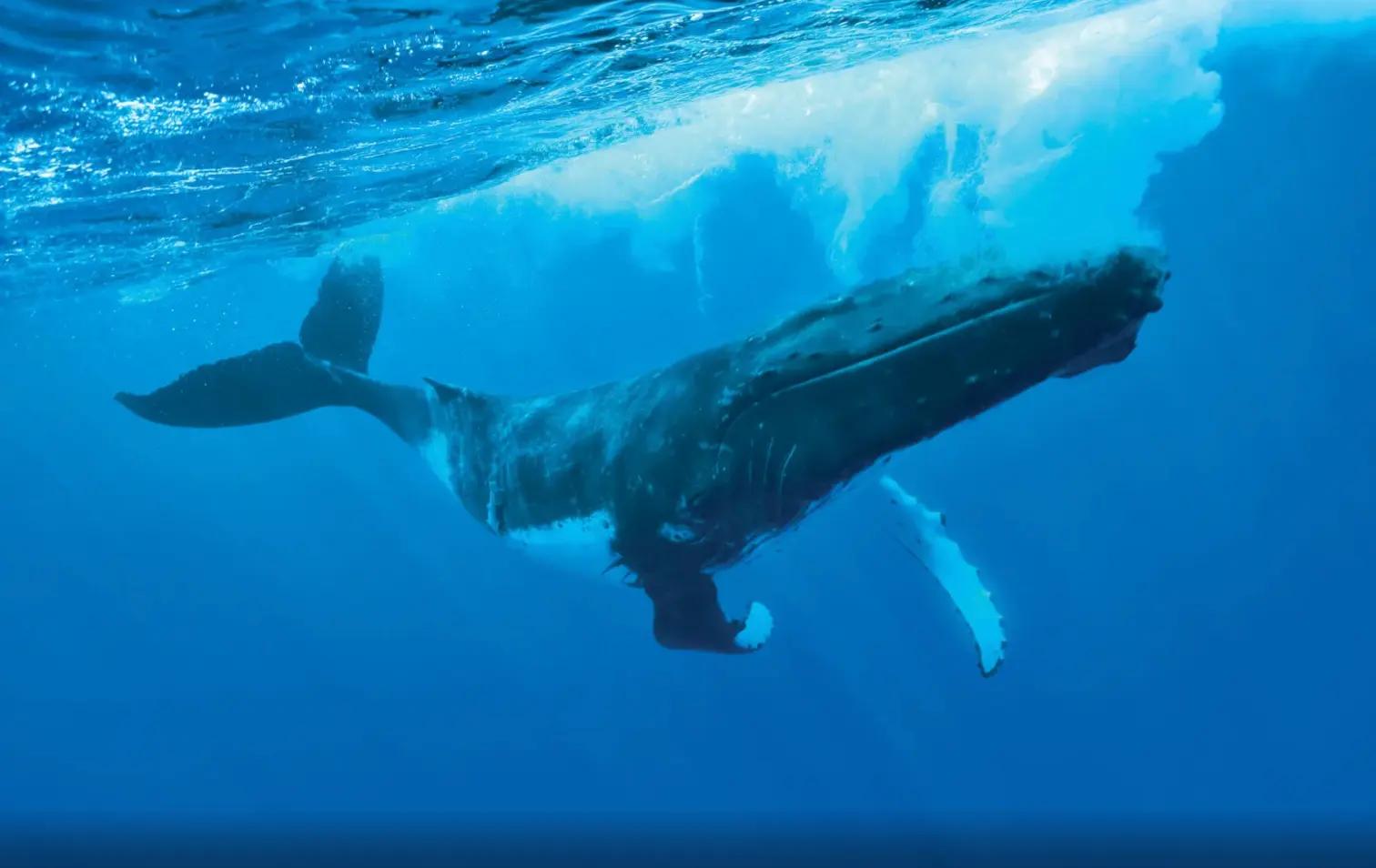 baleine en polynésie