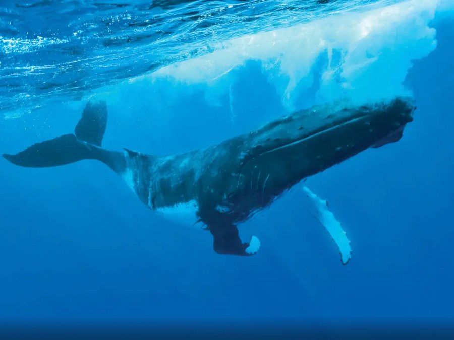 Whale watching in Polynesia
