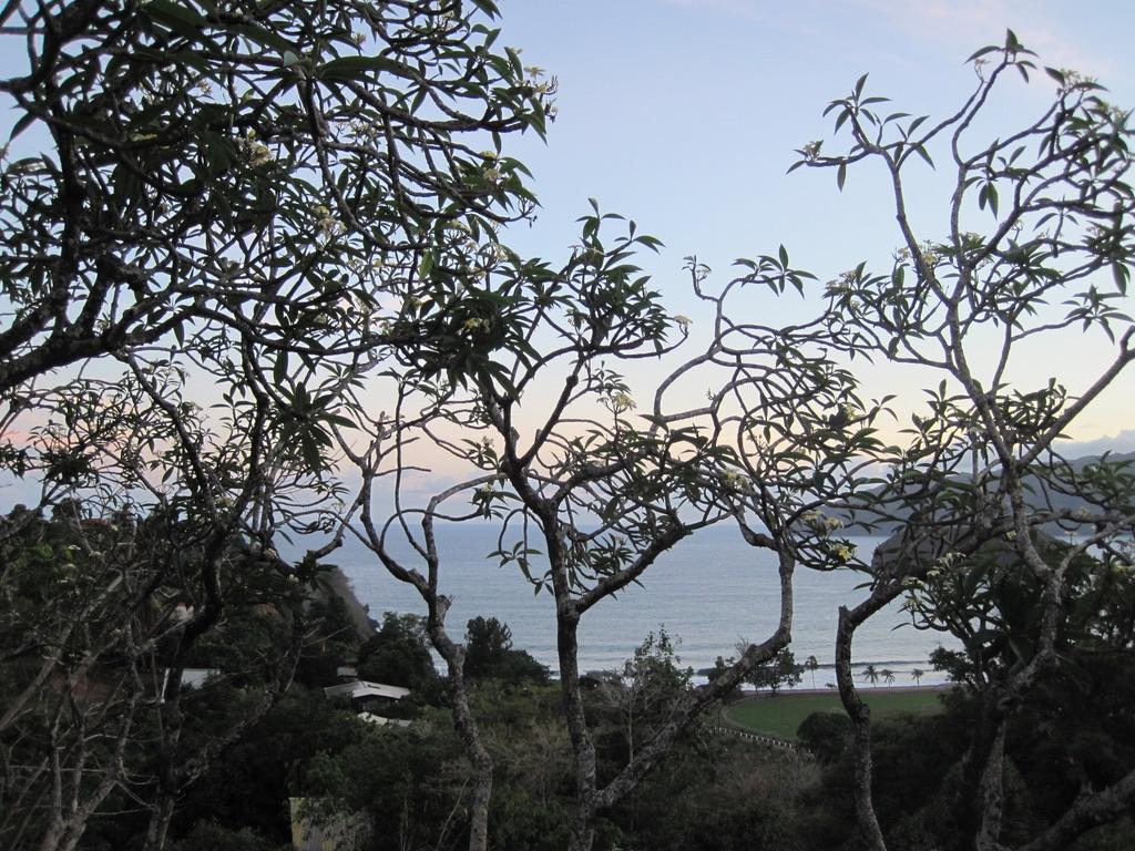 Frangipani flowers in the cemetery
