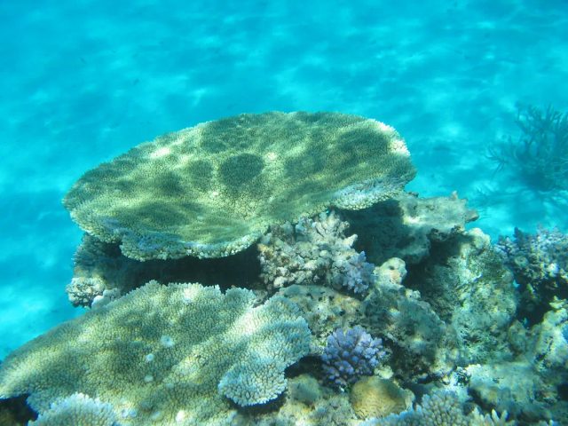 Corail sous l'eau