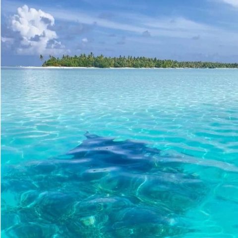 Raie manta à Maupiti