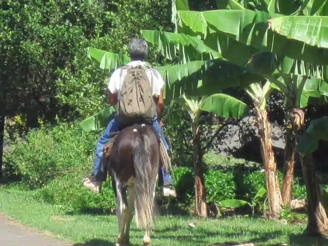 Marquesan on horseback