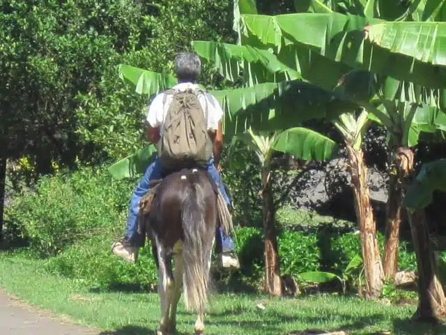 Marquesan on horseback