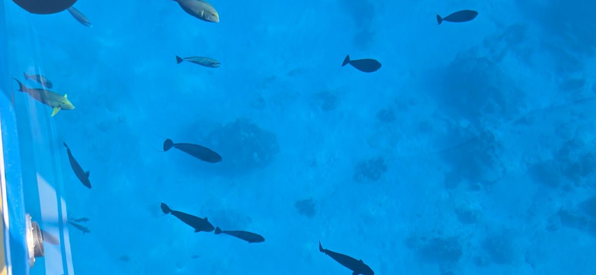 Visibilité incroyable sous l'eau à Kauehi