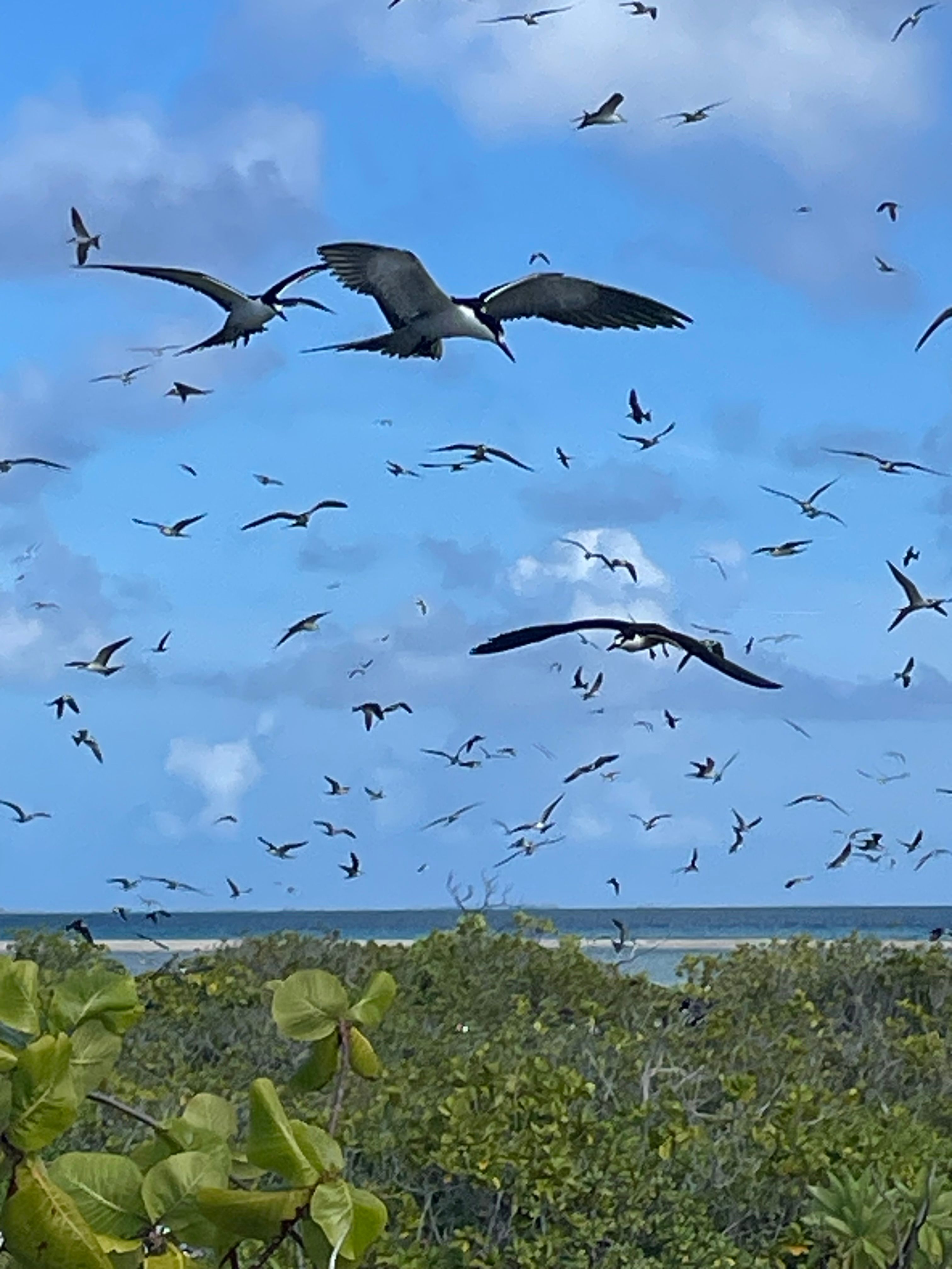 l'oiseau KAVEKA, l'emblème de Kauehi