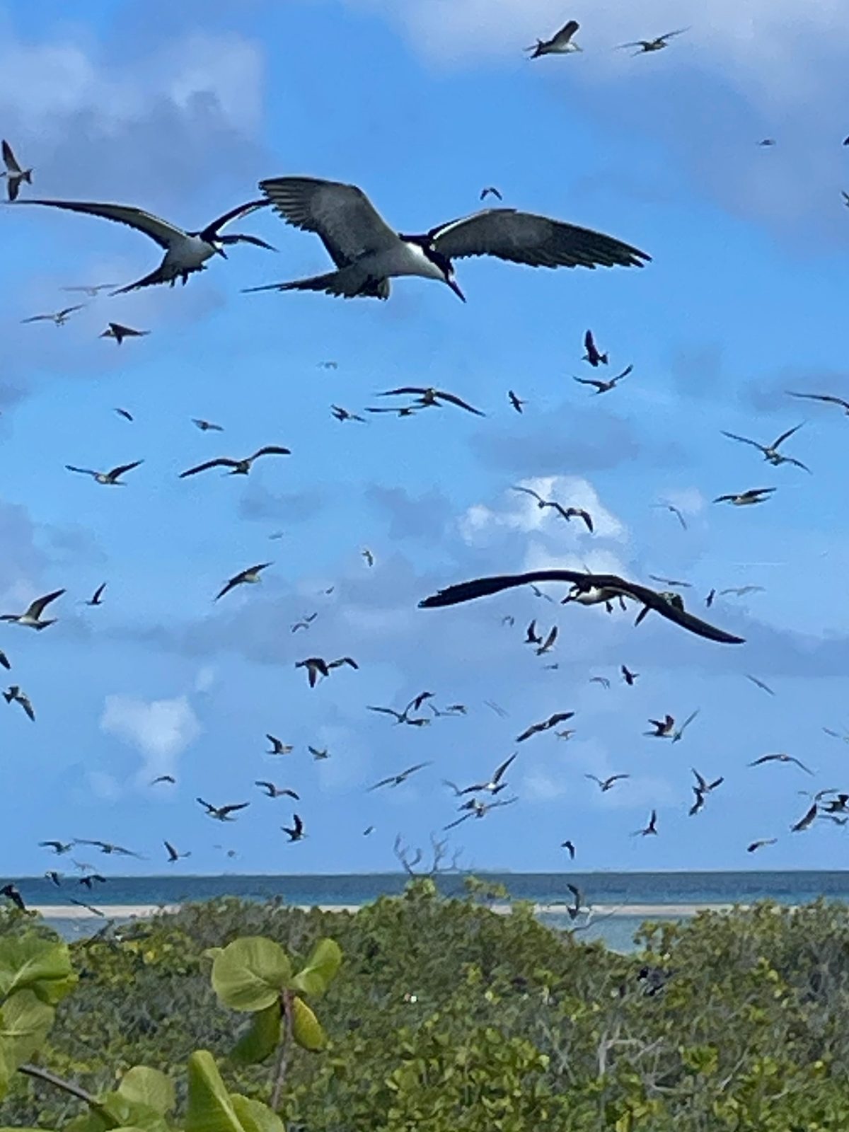 l'oiseau KAVEKA, l'emblème de Kauehi