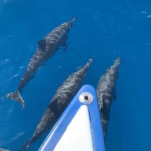 Les dauphins en baie de Fare