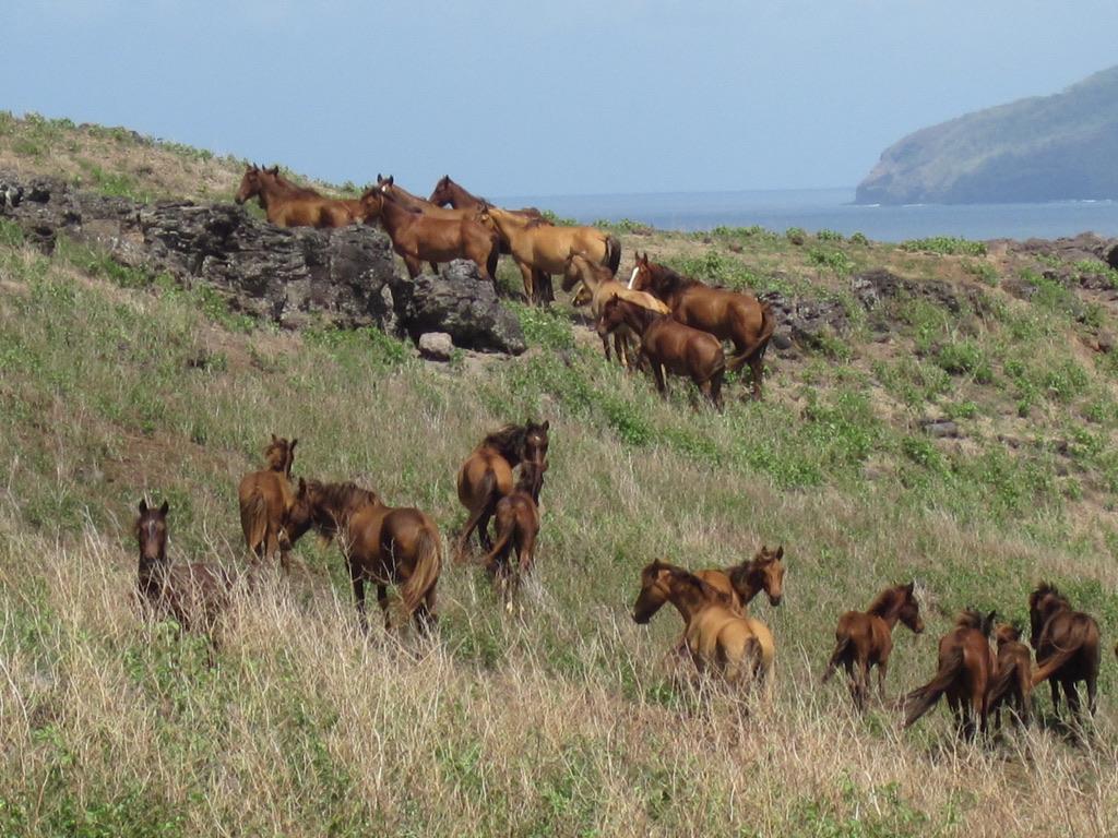 Free-roaming horses