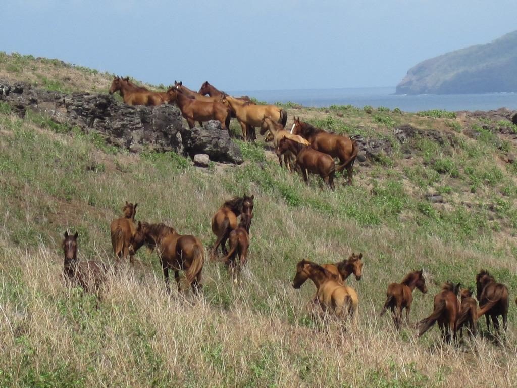 Free-roaming horses