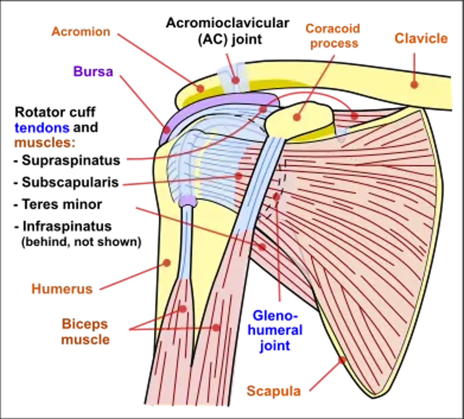 Rotator cuff muscles – front view