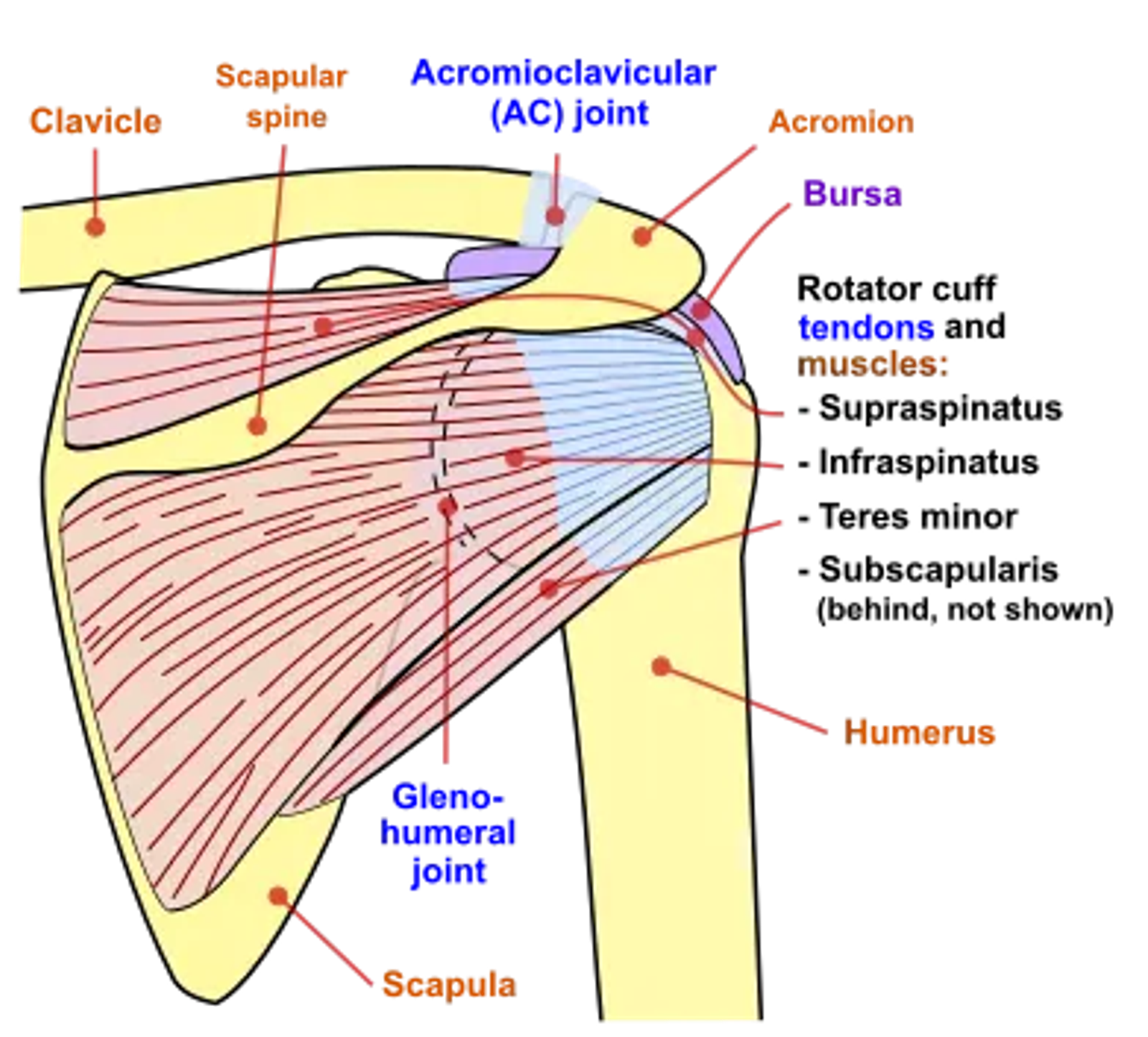 Rotator cuff muscles – back view