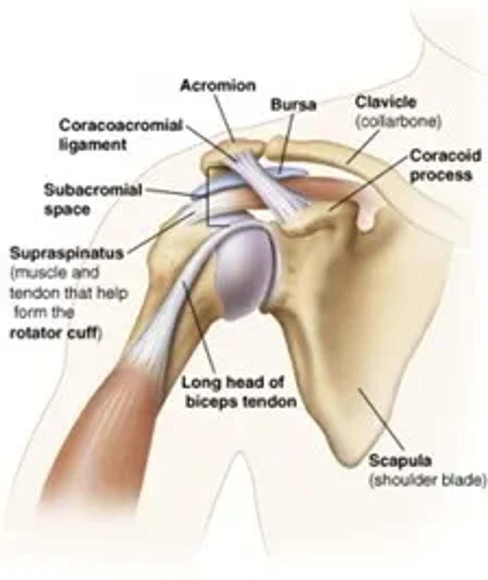 Shoulder anatomy showing the subacromial space and rotator cuff