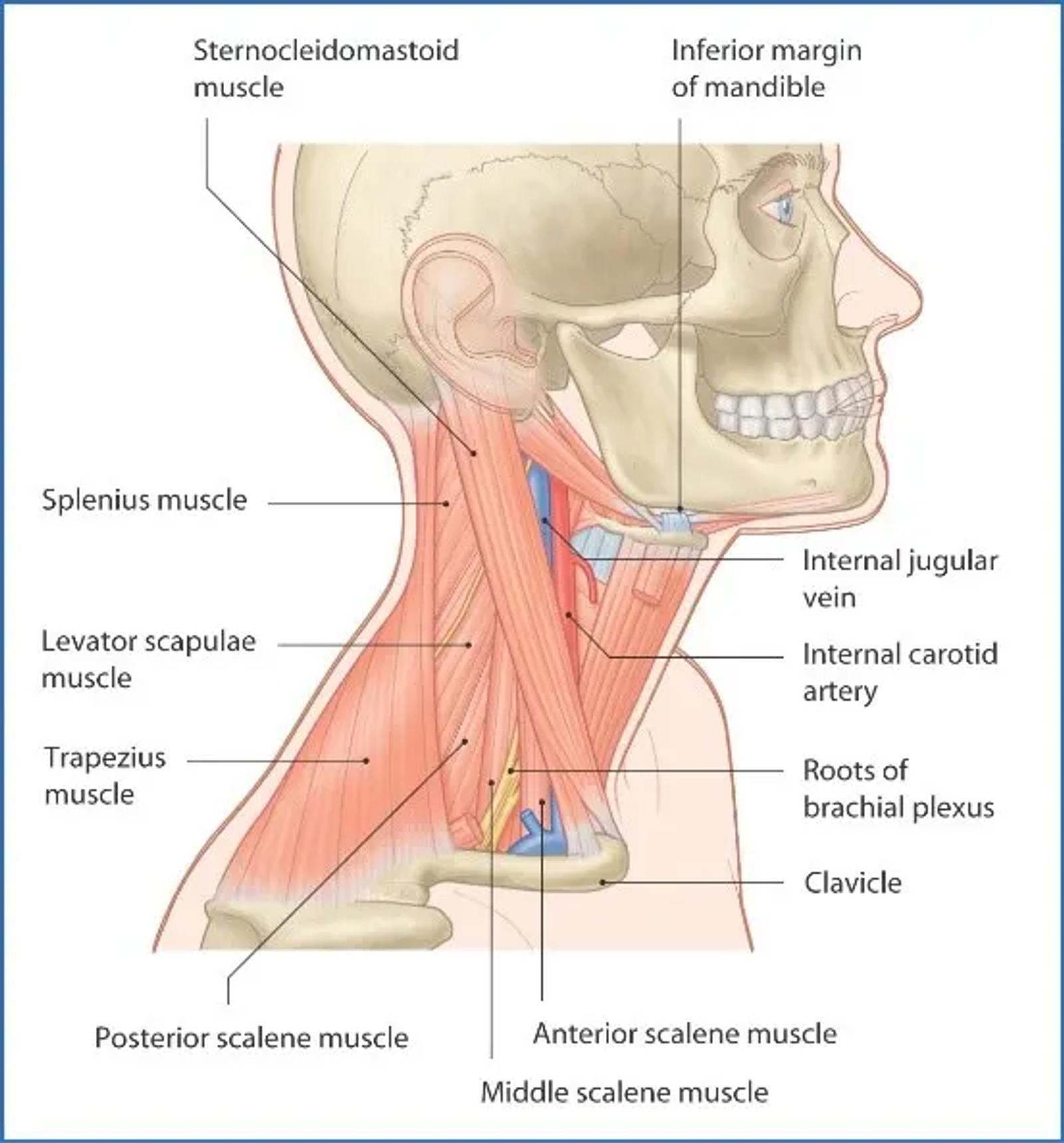 Cervical spine and neck muscle anatomy diagram