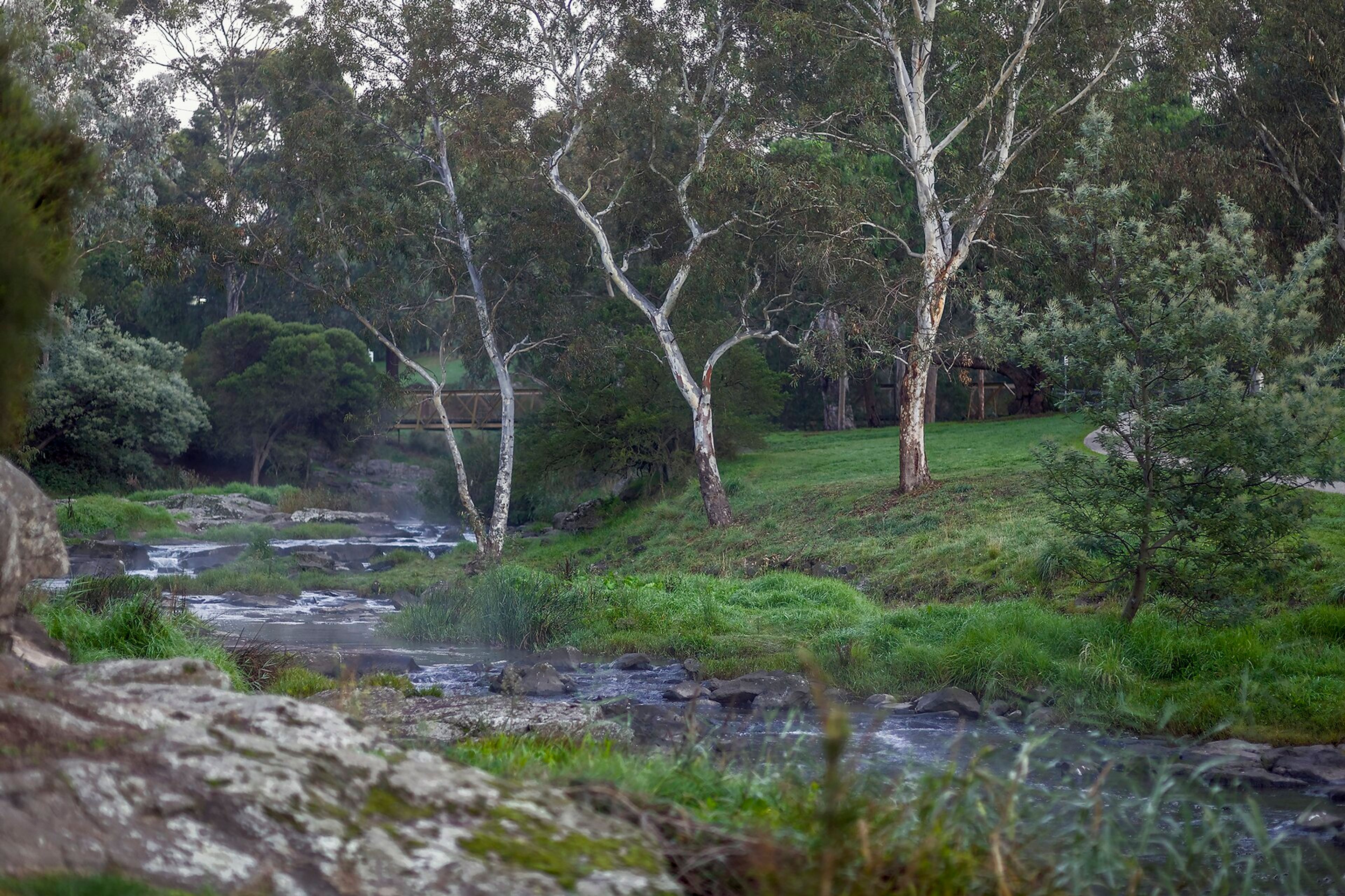 A creek carving a path through an Australian parklands with trees and shrubs